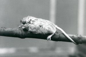 Um Shaws Jird que escala ao longo de um ramo no jardim zoológico de Londres em 1927. de Frederick William Bond