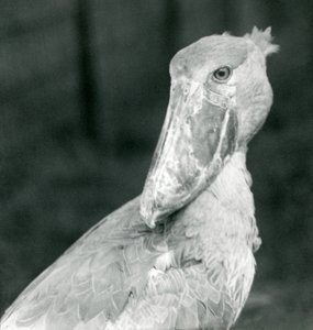 Uma cegonha de sapato, jardim zoológico de Londres, julho de 1926 de Frederick William Bond