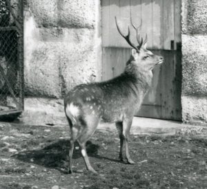 Um SikaJapaneseSpotted Stag em pé no seu recinto, no Zoológico de Londres, em agosto de 1927 de Frederick William Bond