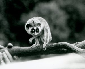 Um Delgado Loris olhando para baixo de um galho que é mantido em mãos de guardadores, Zoológico de Londres, em agosto de 1926 de Frederick William Bond