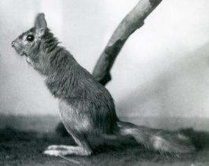 Um sul-africano SpringhareCape Jumping Hare sentado por uma filial em seu recinto, o zoológico de Londres, em dezembro de 1925 de Frederick William Bond