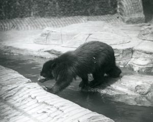 Um urso de óculos ou andino cruza um riacho dentro de seu recinto no zoológico de Londres, em julho de 1925 de Frederick William Bond