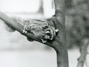 Um Planador de açúcar num ramo com o bebé nas costas, no Jardim Zoológico de Londres. de Frederick William Bond