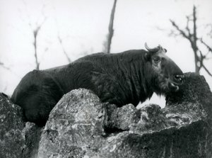 Um, takin, também, sabido, como, um, gado, camurça, ou, gnu, cabra, descansar, ligado, um, rocha, londres, jardim zoológico, 1925 de Frederick William Bond