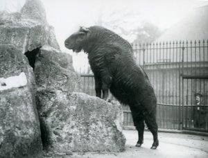 Um Takin, também conhecido como um bode Gnu ou camurça, em pé com as pernas da frente descansando sobre uma rocha, no Zoológico de Londres. de Frederick William Bond
