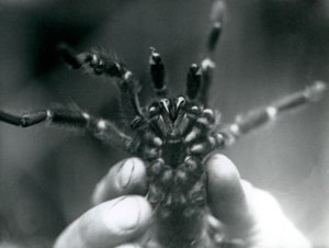 Uma tarântula sendo levantada para mostrar suas presas de baixo, Zoológico de Londres, outubro de 1925 de Frederick William Bond