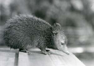 Um Tenrec no Jardim Zoológico de Londres em 1929 (foto a p/b) de Frederick William Bond