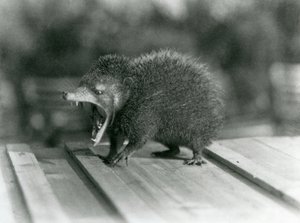 Um Tenrec com a boca aberta, mostrando a sua larga marcha e dentes afiados, Jardim Zoológico de Londres de Frederick William Bond