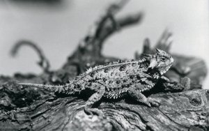Um lagarto vesgo do Texas/carpinteiro/carpinteiro/carpinteiro de montanha descansando em um tronco no Zoológico de Londres em setembro de 1928 (foto a p/b) de Frederick William Bond