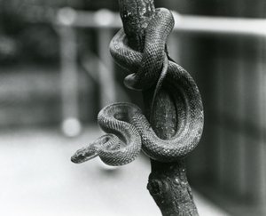 Uma Cobra Ratazana do Texas enrolada em torno de um ramo quase vertical no Zoológico de Londres em agosto de 1928 (foto a p/b) de Frederick William Bond