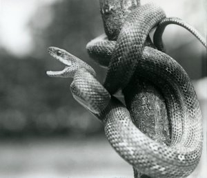 Uma serpente de rato do Texas, enquanto enrolada despertou um ramo quase vertical, Jardim Zoológico de Londres, Agosto de 1928 (foto a p/b) de Frederick William Bond