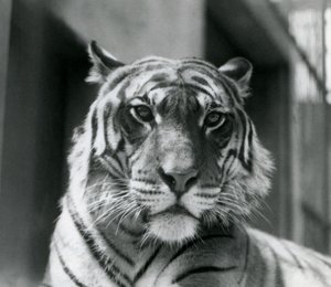 Um tigre no zoológico de Londres em julho de 1924