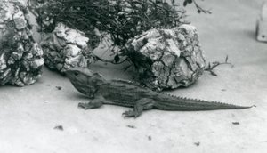 Um Tuatara no Zoológico de Londres em 1927 de Frederick William Bond