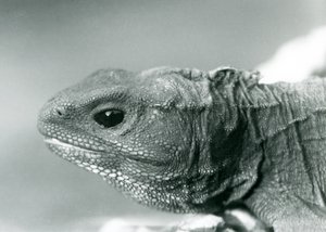 Uma Tuatara no Zoológico de Londres em 1928 (foto a p/b) de Frederick William Bond