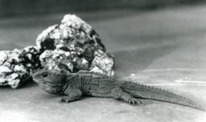 Uma Tuatara, deitada em frente a uma rocha, no Jardim Zoológico de Londres em 1928 (foto a p/b) de Frederick William Bond