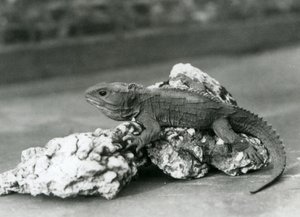 Uma Tuatara, deitada sobre uma rocha, no Jardim Zoológico de Londres em 1929 (foto a p/b) de Frederick William Bond