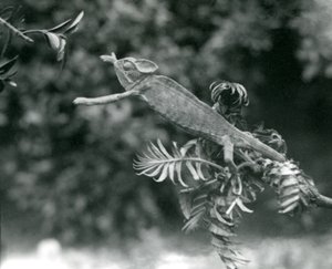 Um Camaleão Velado ou Iêmen está em um galho frondoso e estende a mão para outro, o Zoológico de Londres, em junho de 1924 de Frederick William Bond