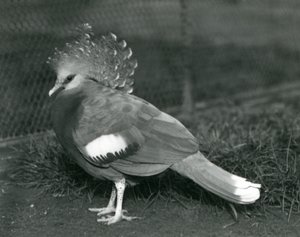 Um, victorian, coroado, pombo, ficar, ligado, chão, em, jardim zoológico londres, em, setembro, 1927 de Frederick William Bond