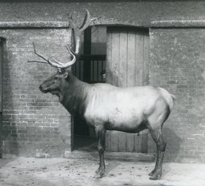 Um cervo WapitiElk em pé em seu recinto no Zoológico de Londres em setembro de 1927 de Frederick William Bond