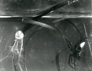 Uma aranha da água e seu sino de ar debaixo d&39;água, zoológico de Londres, outubro de 1925 de Frederick William Bond
