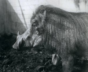 Wathog em pé na lama, zoológico de Londres, 1927 de Frederick William Bond