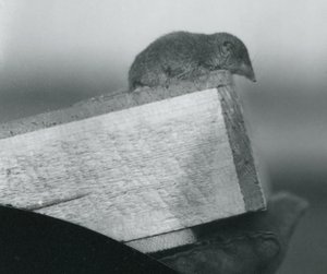 Uma megera de dentes brancos, olhando para baixo, sobre a borda de uma caixa de madeira, segura por uma mão enluvada, Jardim Zoológico de Londres, em abril de 1917 de Frederick William Bond
