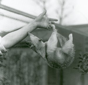 Um jovem Tamanduá de colarinho pendurado em seus dedos guardiões com sua cauda preênsil, enquanto se agarra ao braço do guarda-redes, o zoológico de Londres, em abril de 1925 de Frederick William Bond