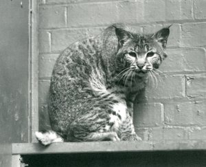 Um lince de lince olhando para baixo de uma saliência, em que está sentado, em seu recinto, o zoológico de Londres, em março de 1925 de Frederick William Bond