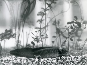 Uma Salamandra Axolotl/Mexicana preta descansando sobre cascalho no chão de um tanque no Zoológico de Londres em 1928 (foto a p/b) de Frederick William Bond