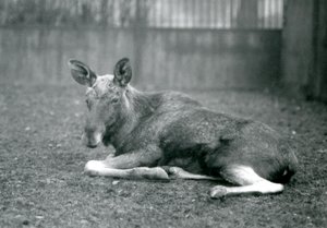 Um touro ElkMoose, mostrando as cicatrizes de suas galhadas recém-galhadas, deitadas no zoológico de Londres, em janeiro de 1926 de Frederick William Bond