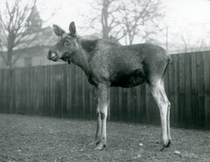 Um touro ElkMoose, com feridas de galhadas recém-galhadas, em pé no zoológico de Londres, janeiro de 1926 de Frederick William Bond