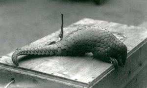 Um pangolim chinês criticamente ameaçado espiando por cima da borda da caixa de madeira em que está sentado, o zoológico de Londres, em julho de 1925 de Frederick William Bond