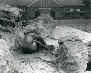 Um, femininas, califórnia, leão marinho, mentindo, ligado, um, rochoso, terraço, enquanto, alimentação, dela, filhote cachorro, londres, jardim zoológico, julho, 1925 de Frederick William Bond