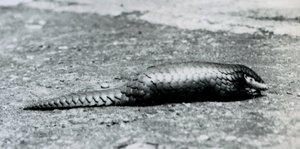 Um pangolim chinês no zoológico de Londres em agosto de 1925 de Frederick William Bond
