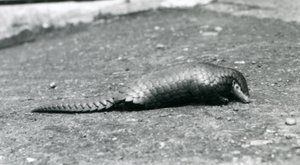 Um pangolim chinês no zoológico de Londres em agosto de 1925 de Frederick William Bond