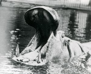 Um hipopótamo feminino, &39;Guy Fawkes&39;, boquiaberto em uma piscina no zoológico de Londres, por volta de 1900. &39;Guy Fawkes&39; nasceu para ser mãe de &39;Adhela&39; em 5 de novembro de 1872. de Frederick William Bond