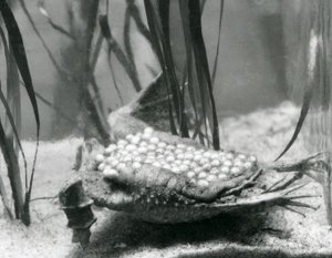 Um sapo Suriname fêmea com seus ovos embutidos na pele de suas costas, no Zoológico de Londres de Frederick William Bond