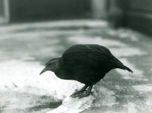WekaMaori henWoodhen, que não voa, no zoológico de Londres em 1927 de Frederick William Bond