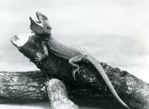Um Dragão barbudo agarrado a um tronco, Jardim Zoológico de Londres, Agosto de 1928 (foto a p/b) de Frederick William Bond