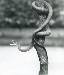 Uma cobra de rato do Texas enrolada em torno de um ramo vertical no Zoológico de Londres em agosto de 1928 (foto a p/b) de Frederick William Bond