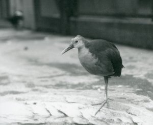 Um trilho de madeira de pescoço cinza ou trilho de madeira cinza-capuz (Aramides cajaneus) em pé em uma perna no zoológico de Londres em setembro de 1927 de Frederick William Bond