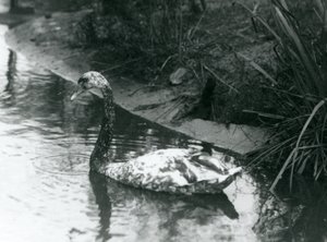 Um cisne híbrido, Mute x Black, nadando em uma lagoa no zoológico de Londres em 1927 de Frederick William Bond