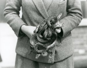 Um guardião com um nó de jovem Royal ou Ball Python no Jardim Zoológico de Londres em 1931 (foto a p/b) de Frederick William Bond