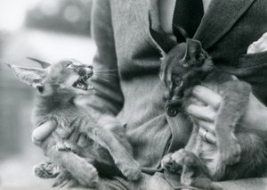 Um goleiro segurando um par de gatinhos Caracal em seu colo, London Zoo, 1924 de Frederick William Bond