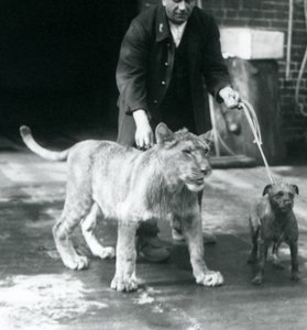 Um tratador levando um cão e um leão jovem para passear, Jardim Zoológico de Londres, Agosto de 1925 (foto a p/b) de Frederick William Bond