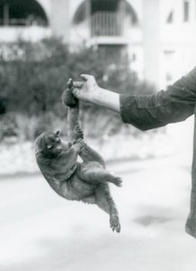 Um kinkajou suspenso de um dedo de guardião por sua cauda preênsil, o zoológico de Londres, em setembro de 1925 de Frederick William Bond