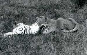 A lion and tiger cub wrestle on the grass, Jardim Zoológico de Londres, Setembro de 1925 (foto a p/b) de Frederick William Bond