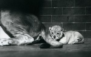 Um filhote de leão se deita atrás da cauda de sua mãe, o Zoológico de Londres, em outubro de 1925 de Frederick William Bond