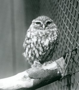 Uma pequena coruja sentada em um galho ao lado da rede de arame de seu recinto, o zoológico de Londres, em novembro de 1925 de Frederick William Bond