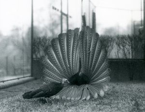 Uma exibição masculina de Argus PheasantGreat Argus, com uma mulher ao lado dele, Zoológico de Londres, janeiro de 1926